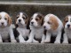  chiot beagle disponible recherche d