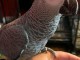 couple perroquet gris du Gabon &agrave; placer urgent 