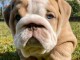 magnifique chiot bulldog anglais m&acirc;le 