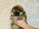 chiot type spitz allemand 