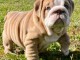 chiot bulldog anglais a vendre 