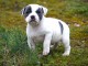 chiot staffie disponible pour adoption 