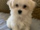 je donne chiot bichon maltais 