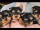 chiot Yorkshire terrier femelle a donner 