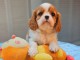 Chiots Cavalier King Charles m&acirc;le a donner 