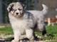 Chiot Berger Australien femelle 
