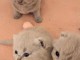 chatons british shorthair lilas et fawn