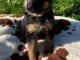 chiot berger allemand disponible 