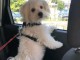 chiot bichon maltais disponible 