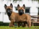 ADORABLES CHIOTS BERGER BELGE MALINOIS