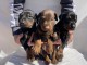 Doberman &ndash; Beaux Chiots