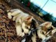 adorable chiot husky sib&eacute;rien 