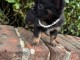 chiot chihuahua disponible pour adoption 