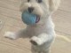 chiot bichon maltais &agrave; donner 