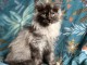 chaton maine coon m&acirc;le a donner 