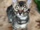 adorable chaton Bengal disponible 
