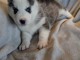 chiot husky sib&eacute;rien &agrave; donner 