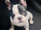 b&eacute;b&eacute; chiot bouledogue fran&ccedil;ais &agrave; donner 