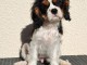 chiot cavalier king charle disponible pour adoption 