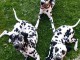 chiot dalmatien magnifique &agrave; adopter 