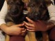 chiot berger allemand disponible pour adoption 