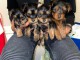 chiot Yorkshire terrier femelle et m&acirc;le 