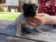 magnifique chiot bouledogue fran&ccedil;ais m&acirc;le 