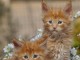 b&eacute;b&eacute; chaton maine coon disponible 