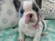 b&eacute;b&eacute; chiot bouledogue fran&ccedil;ais disponible 