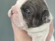 magnifique chiot bouledogue fran&ccedil;ais 