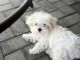 magnifique chiot bichon maltais 