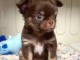 adorables chiots chihuahua femelle a donner 