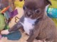 chiot chihuahua femelle a donner 