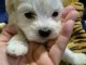 je donne chiot bichon maltais disponible 