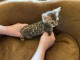 je donne mon chaton Bengal 