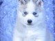 chiot husky sib&eacute;rien &agrave; adopter 