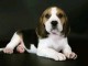 je donne chiot beagle disponible 