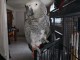 perroquet gris du Gabon pour adoption 