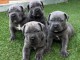 adoption chiot cane corso disponible 