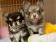 chiot chihuahua disponible pour adoption 