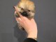 magnifique chiot spitz nain disponible 