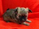 chiot chihuahua disponible &agrave; partir 