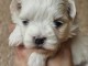 Adorable chiot bichon maltais disponible 