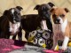 Adorables chiots staff disponible 
