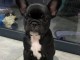 je donne chiot bouledogue fran&ccedil;ais 
