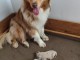 annonce chiot berger australien disponible 