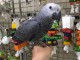 perroquet gris du Gabon pour adoption 