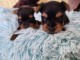 chiot Yorkshire terrier 