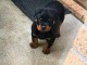chiot rottweiler disponible pour adoption 