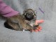 magnifique chiot spitz allemand disponible 